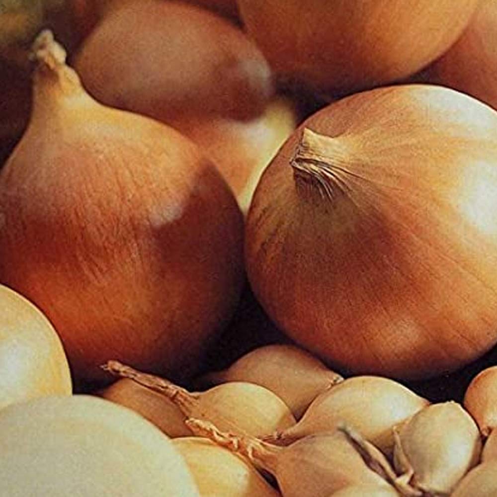 50Pcs Onion Sets Centurion- RHS Award Winner- Produces High Yields Classic Onion- for Your Beautiful Garden
