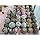 Oasi Cactus - Piante Grasse, Cactus e Succulente Online