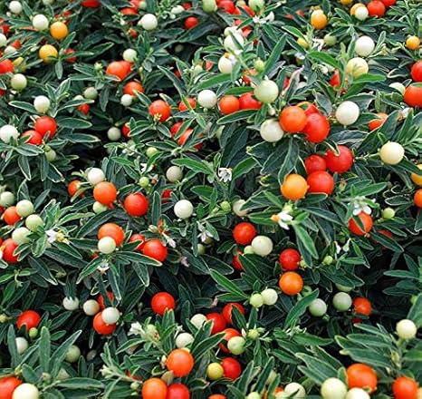 Winter Cherry 15 Finest Seeds Solanum Pseudocapsicum Amazon Co Uk Garden Outdoors