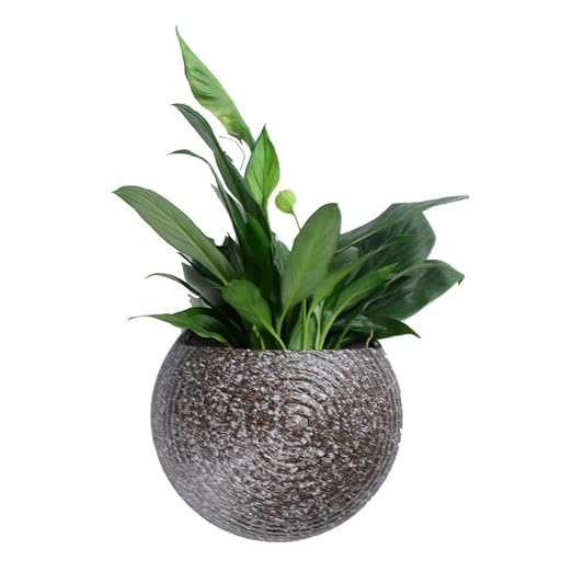 Soportes para plantas Soporte de Flor Colgante de Pared Maceta de ...