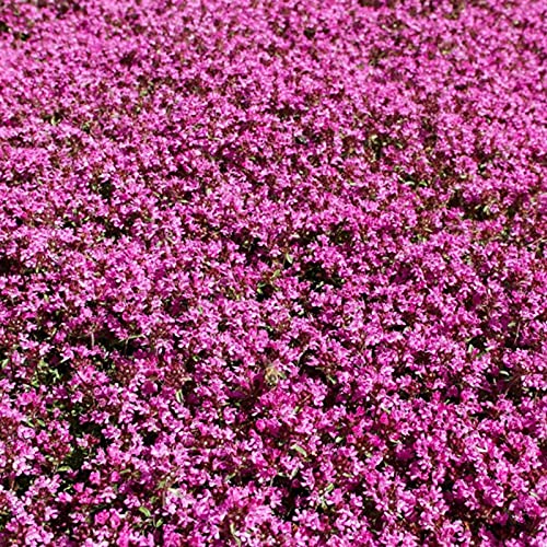 1000 Pcs Seeds Magic Carpet Creeping Thyme Ground Cover NonGMO Creeping Thyme Seeds Fresh