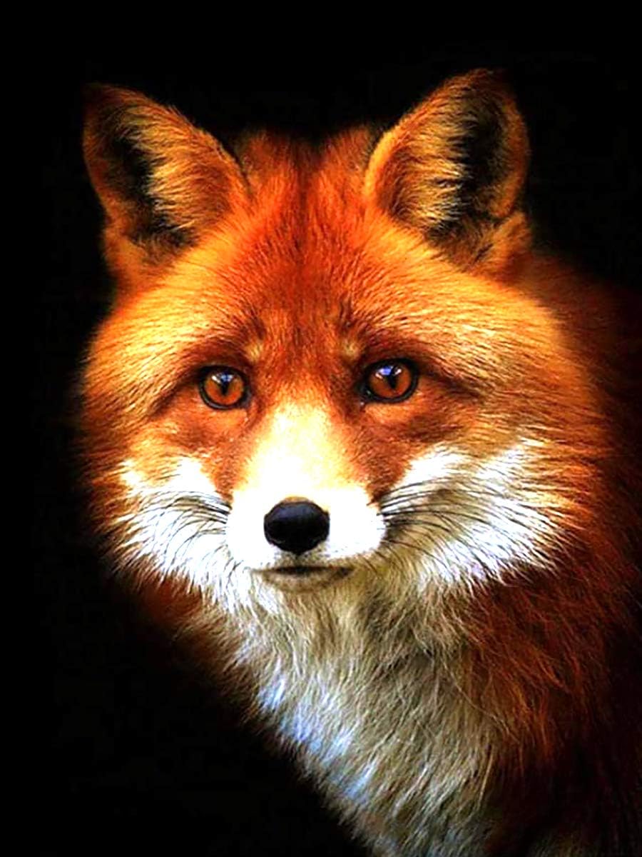 VAIIEYO 5D Diamond Painting Fox, Paint with Diamonds Art Animal