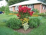 * 30 DWARF BLOOD RED CRAPE MYRTLE ** **SHOWY** #1195C