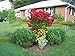 * 30 DWARF BLOOD RED CRAPE MYRTLE ** **SHOWY** #1195C