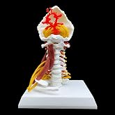 Human Cervical Vertebra Spine with Brain Stem, Muscle, Thoracic, Nerves Anatomical Model Anatomy for Science Classroom Study Display Teaching Medical Model