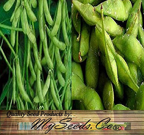 BIG PACK (100) Japanese Edamame seeds - HIGH IN PROTEIN - Young Soy Bean - 80-90 Days - Non-GMO Seeds by MySeeds.Co (BIG PACK - Japanese Edamame) - Thumbnail 3