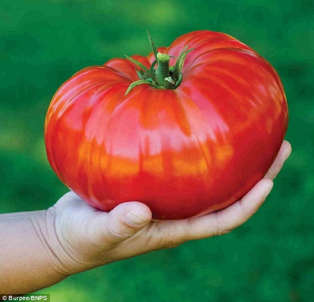 PREMIER SEEDS DIRECT Tomato GIGANTOMO 12 Finest Italian Seeds