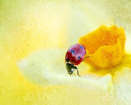 Peinture Numérique Par Numéros Pour Adultes Sur Toile