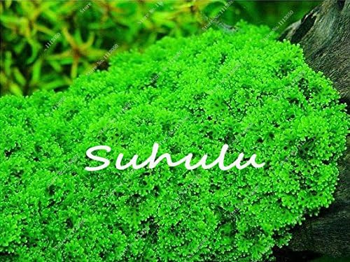 Amazon Com Big Promotion 1000 Pcs Bag Mini Dwarf Pearl Plants Aquarium Grass Seed Fish Tank Decoration Ornamental Aquatic Plants Seeds 22 Garden Outdoor