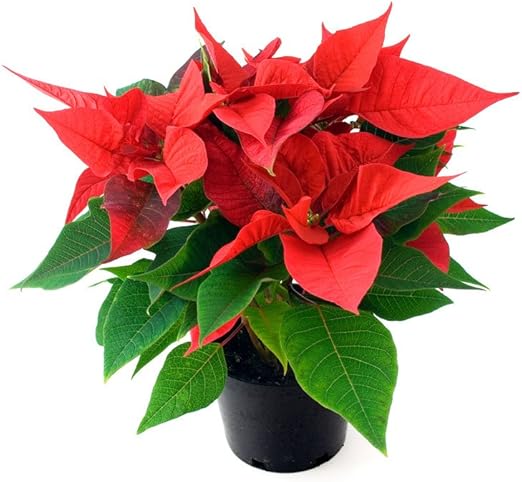 Planta de Navidad - Flor de Pascua - Pascuero - Poinsettia - Maceta 14cm. - Altura aprox.45cm. - Planta viva - (Envíos sólo a Península): Amazon.es: Jardín