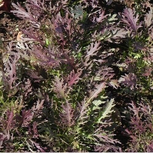 Organic" Ruby Streaks" Mustard Fresh 100+ Seeds x Cherry red Leaves fine Leaf Non-GMO