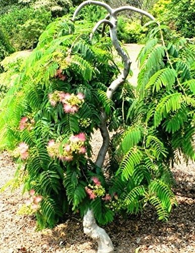 Garden Patio Persian Silk Tree 9cm Plant Albizia Julibrissin Desmoinesfencecompany Com