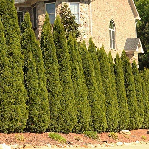 Brighter Blooms Emerald Green Arborvitae Evergreen Trees Perfect