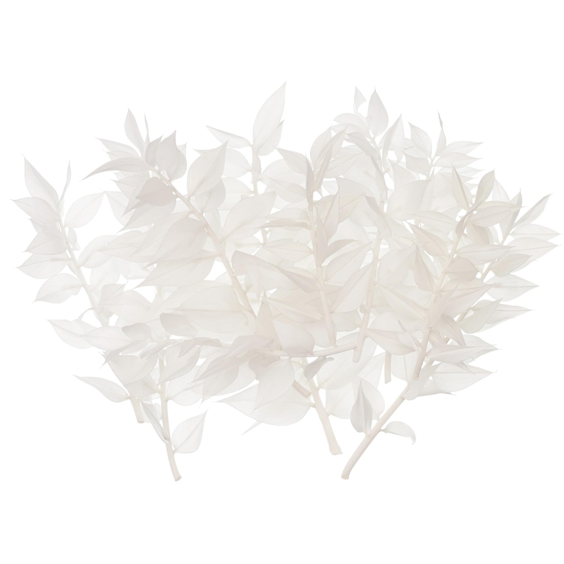 The Baked Studio - Original Dried Flower Ruscus Set For Cake & Cupcake Decorating & Others Crafts (White)