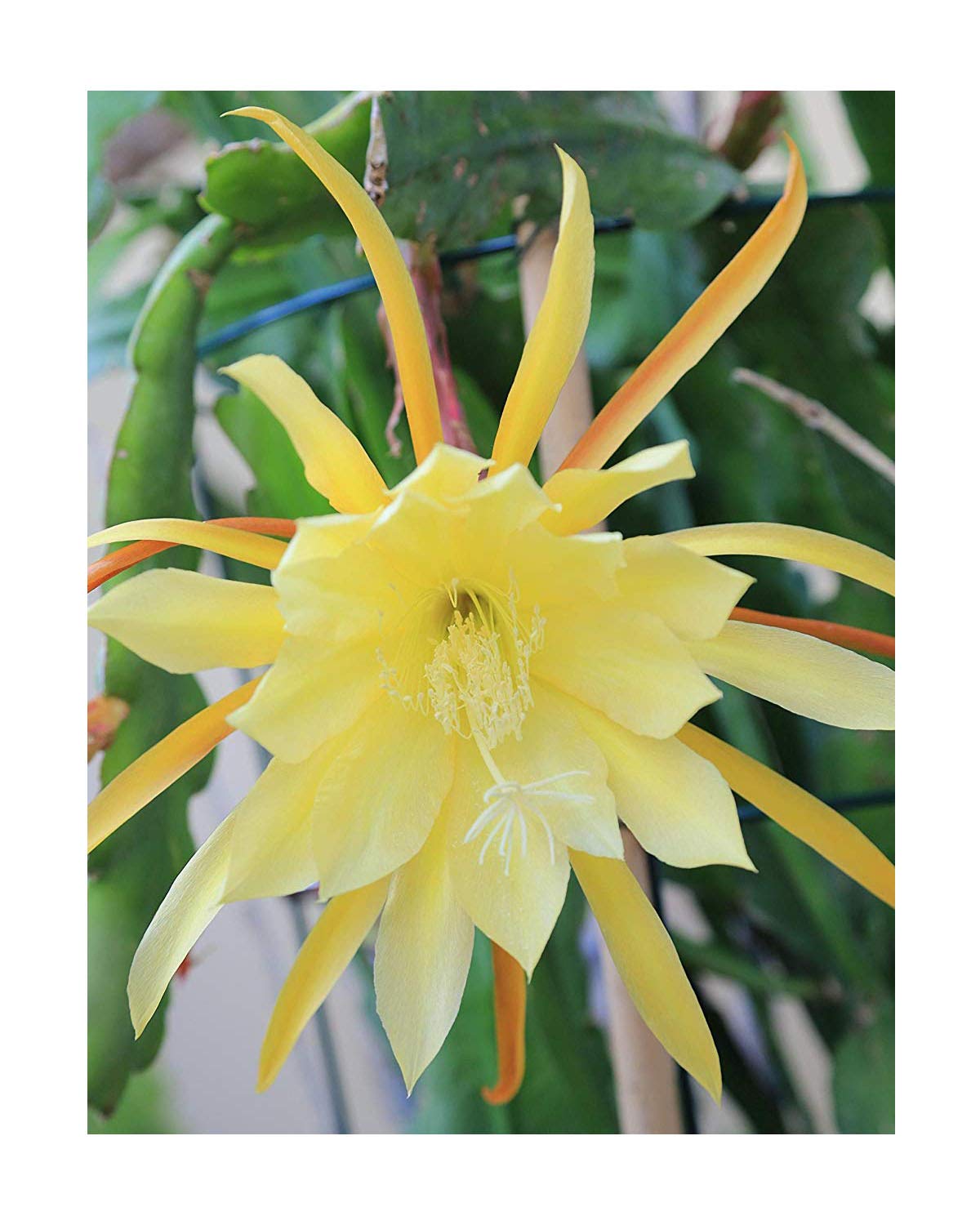 Epiphyllum Orchid 8"10" Fresh Cutting Plant Queen of The