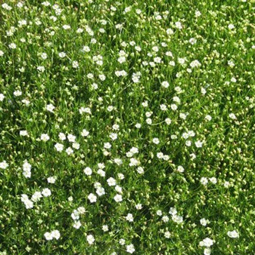 Outsidepride Perennial Irish Moss Low Growing, Mat Forming, Ground