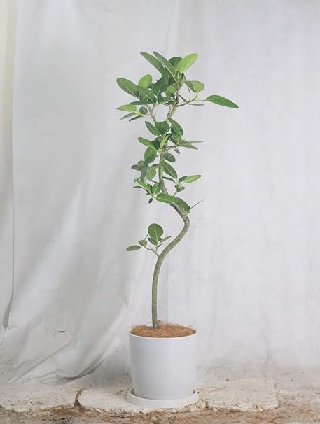 Amazon ベンガレンシス 8号用 シュエット鉢 ポット ホワイト 高さ130 程度 観葉植物 室内向け 沖縄観葉 花 観葉植物 フラワーギフト オンライン通販