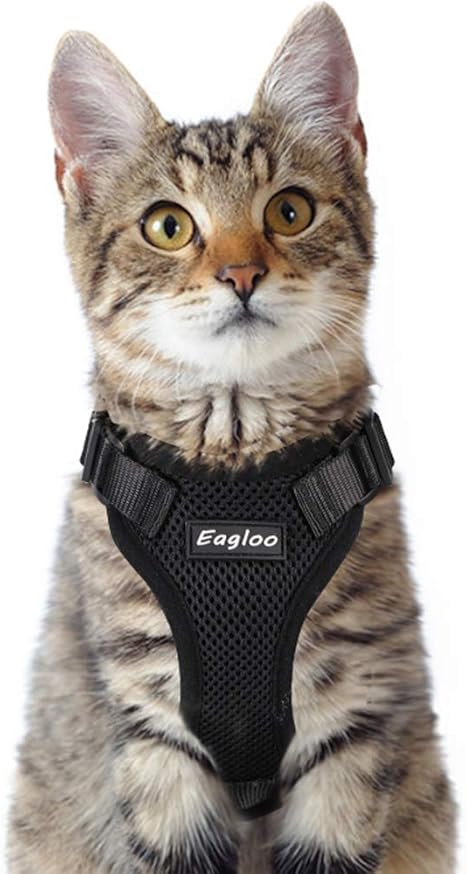 harness for 3 legged cat