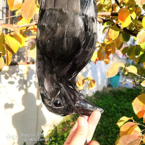 17 inch Realistic Dead Crows Decoy Lifesize Large Black Feathered Crow