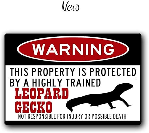gecko accessories