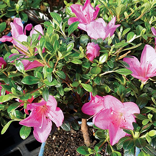 2 Brussels+Satsuki+Azalea+Outdoor+Bonsai