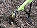 Brush Grubber Single Person Ironclad Manual Handled Brush Grubber with 8 No Slip Grip Teeth and Spring Loaded Jaws Brush Up To 2 Inch Diameter