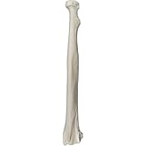 Radius Bone Model - Left - Anatomically Accurate Human Radial Bone Replica - hBARSCI