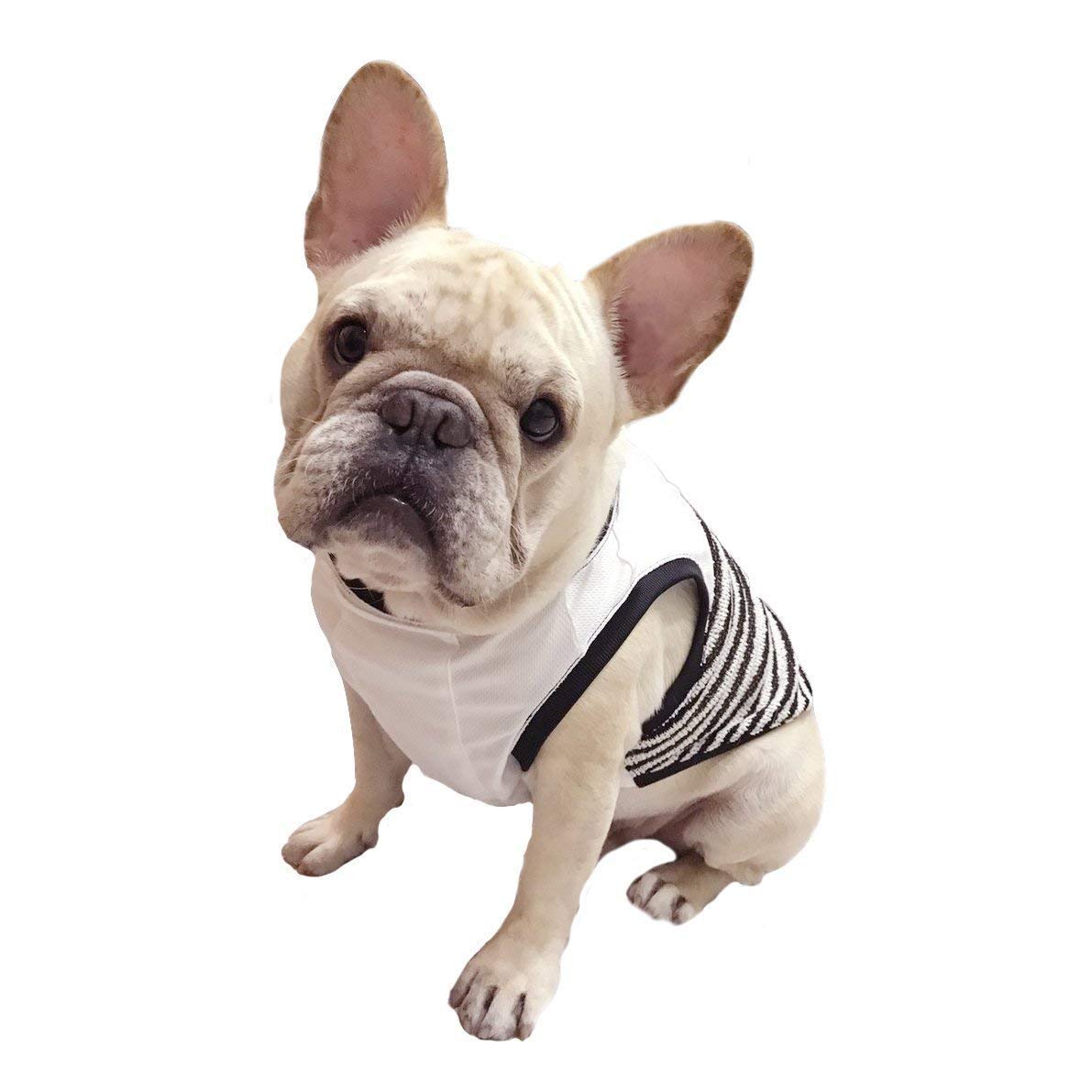 black white frenchie