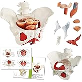 Benilev Female Pelvis Model with Pelvic Floor Muscles Perineal Model Female Anatomy Model 1:1 Life Size Human Skeleton Medica