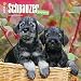 Schnauzer Puppies 2016 Wall Calendar