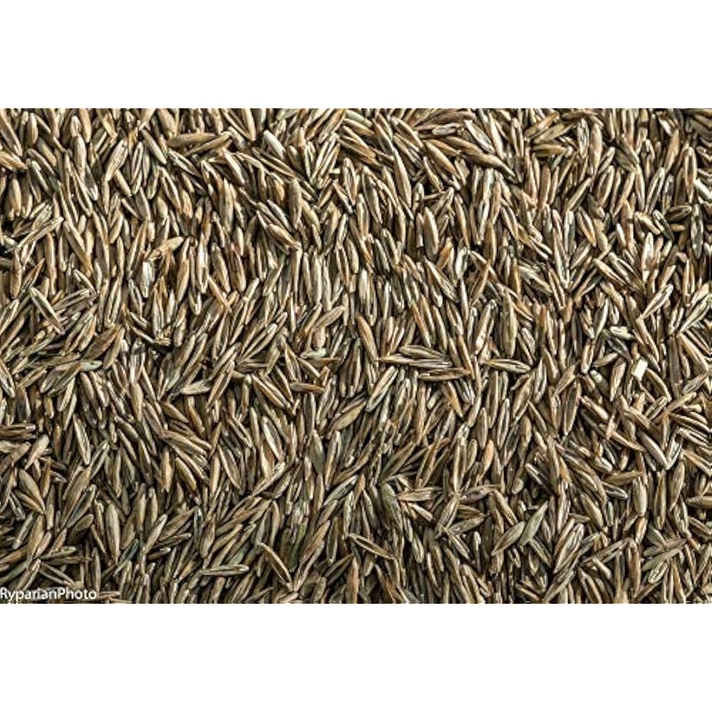 WaterSaver Grass Seed Mixture With Turf-Type Tall Fescue Used To New