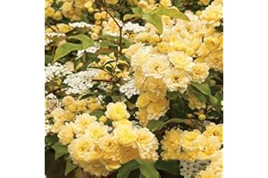 Heirloom 'Lady Banks' Yellow Climbing Rose Flower Seeds, Professional Pack, 50 Seeds/Pack, Old-Fashioned Strong Fragrant NF85