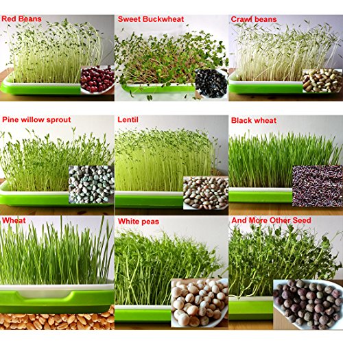 Yamix 2 Pack Two-Tiered Seed Sprouter Tray Kitchen Crop Sprouter Germination Tray (Purple + White) - Thumbnail 2