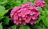 20 Pcs Mixed Hydrangea Flower Seeds Perennial Plant