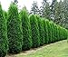 15 American Arborvitae, Thuja occidentalis, Tree Seeds by Seeds and Things