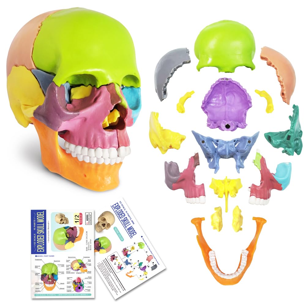 Mua New Anatomy Skull Model 15 Parts Human Anatomy Exploded Skull ...