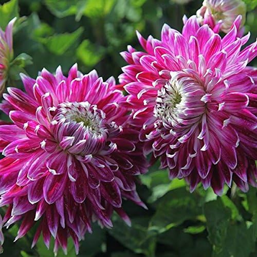 **NEW** 3 x 'Vancouver' Dinner Plate Dahlias - 8" Blooms - Size 1 - FREE P&P - Millthorpe Plant Centre