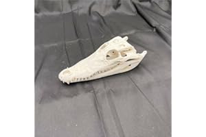 CLLOEAT Taxidermy Real Alligator Skull Animals Skulls, Real Bones Specimen, Taxidermy Supplies for Science Education, DIY Home&Office Decor (8-10 inches)