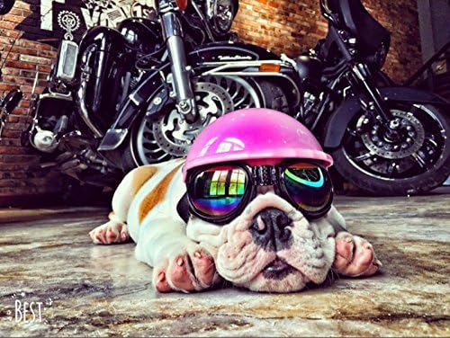 Misula Cute Dog Hat Helmet+Windproof Rainproof Aviator Sunglasses For Pet Cat Costume/Puppy Sport ABS Plastic Toy Helmet Cap Of Motorcycle Protect For Pet, Pink Color (S Size, Pink)