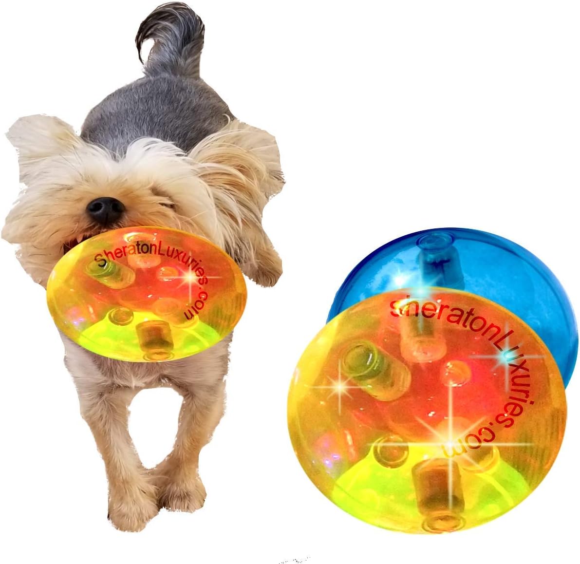 pet ball dog