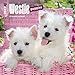 West Highland White Terrier Puppies 2017 Mini Calendar 7