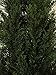 One 4 Foot Outdoor Artificial Cedar Topiary Tree Uv Rated Potted Plant