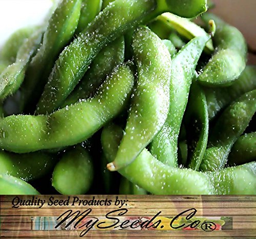 BIG PACK (100) Japanese Edamame seeds - HIGH IN PROTEIN - Young Soy Bean - 80-90 Days - Non-GMO Seeds by MySeeds.Co (BIG PACK - Japanese Edamame) - Thumbnail 2