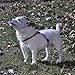 Coastal Pet - Size Right Adjustable Harness Red 12 to 18 Inches Girth, Width 3/8