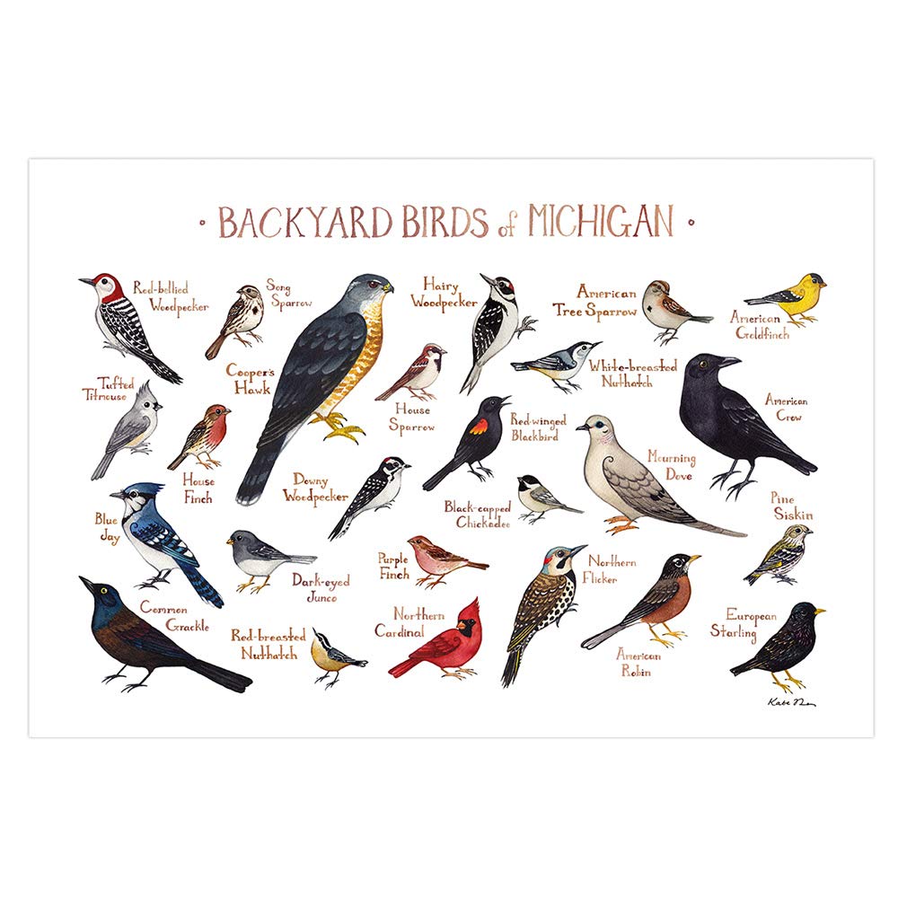 Amazon Com Backyard Birds Of Michigan Field Guide Art Print Handmade
