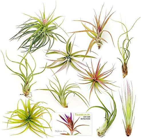 The Drunken Gnome Tillandsia Air Plants, Large (10-Pack Assorted)