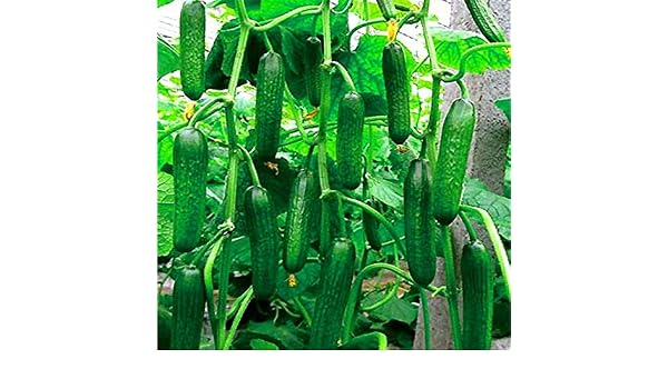 Bloom Green Co. China Vegetales raros Pepino Azul Largo Bonsai ...