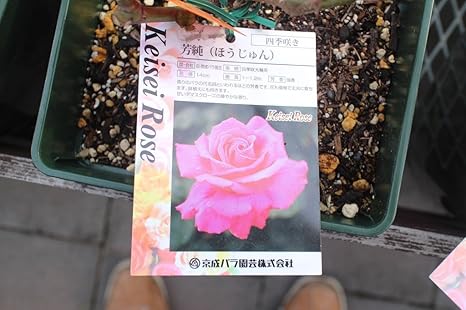 Amazon 花苗 バラ苗大苗 剪定済 芳醇 ほうじゅん 期間限定 花 Amazon 花苗 バラ苗大苗 剪定済 芳醇 ほうじゅん 期間限定 花