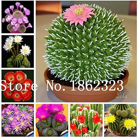 Amazon 100個サボテン種子盆栽多肉植物珍しい花種子家庭用 盆栽用盆栽ガーデン屋内植物簡単に栽培ポット 混合 観葉植物 オンライン通販