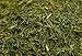 Sugar 'N Spice Premium Freeze-Dried Herbs & Spices, Strong Aroma and Fresh Flavor (Dill Weed, 0.32 Ounce (Pack of 1))